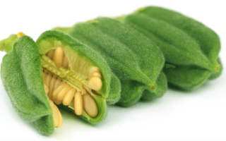 Все самое интересное о кунжуте — как выглядит и где растет