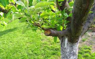 Мои прививки, или Как я разнообразила свой сад новыми сортами