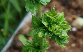 Томат «Палка» — удивительный, уникальный и… бесполезный?