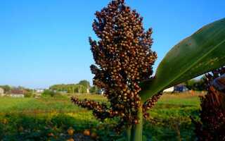 Зерновое сорго — как выращивать и использовать?