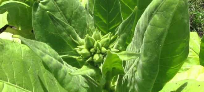 Выращивание растения табак от посева семян до сбора урожая