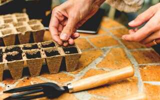 Лунный календарь садовода и огородника на январь 2020