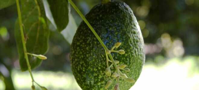 Как вырастить авокадо в домашних условиях — особенности ухода