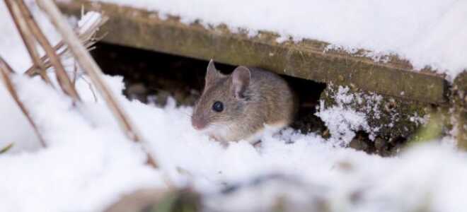 5 способов защитить сад от грызунов зимой