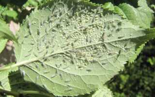 Как бороться с тлёй на плодовых деревьях — основные методы