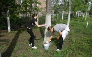 Когда и как нужно белить деревья — правила и рекомендации