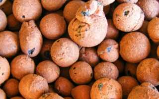 Правильный выбор дренажа для комнатных цветов и полезные советы по его использованию