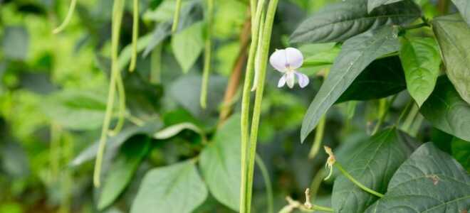 Вигна — полметра вкуснятины из семейства Бобовых