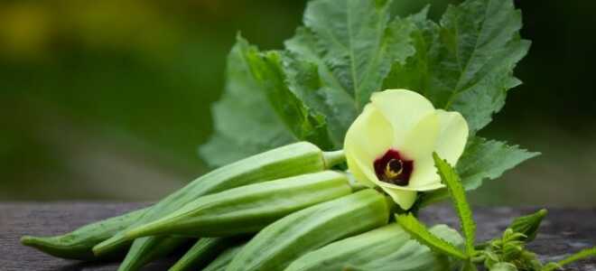 Секреты выращивания бамии