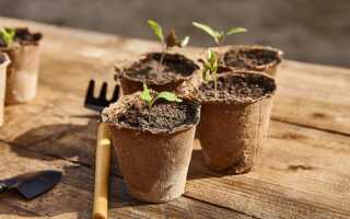 Защищаем рассаду от чёрной ножки и корневой гнили