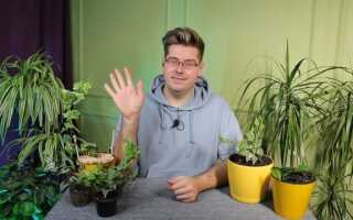 Вертикальное озеленение — что это и какие растения использовать?