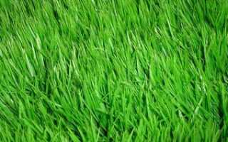Трава для газона, ее необходимые качества, разбираемся, как сажать траву весной и подготавливать почту