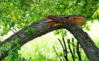 Почему деревья падают?