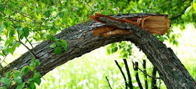 Почему деревья падают?