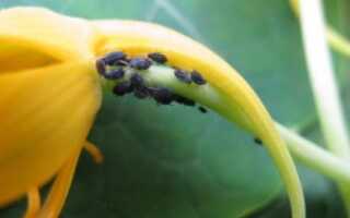 Инсектициды — что это такое и как их применять