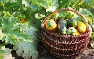 5 моих любимых сортов и гибридов кабачков-цукини