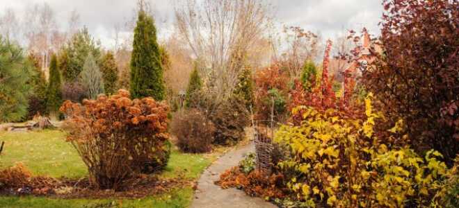 Какие работы проводят в саду и огороде в ноябре?
