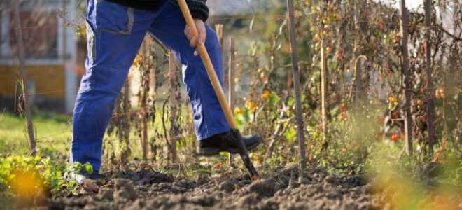 Зачем перекапывать почву осенью, и когда лучше не копать?