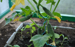 Как выращивать огурцы в теплице зимой — пошаговые рекомендации от выбора сорта до сбора урожая