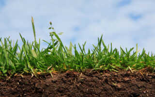 Повышение плодородия почвы методом беспахотного земледелия