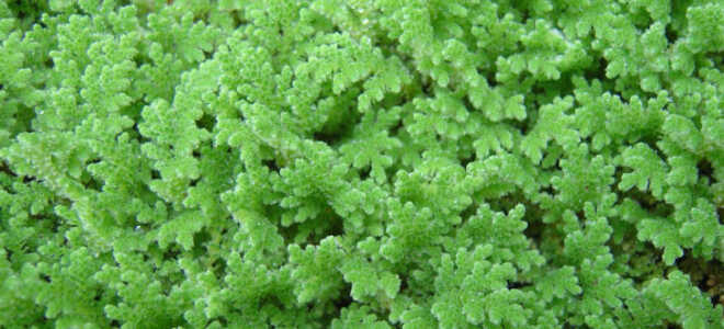 Азолла — как выращивать, где растёт, особенности растения