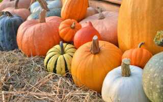 Тыква — полезные и лечебные свойства