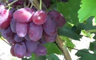 Как вырастить виноград Граф Монте Кристо и обеспечить правильный уход