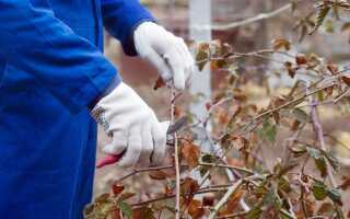 Как подготовить сад к зиме? 8 самых важных дел