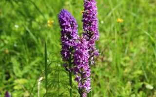 Выращивание травы ятрышник на приусадебном участке – кладезь здоровья