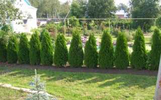 Быстрорастущие растения для живой изгороди — основные виды и их описание