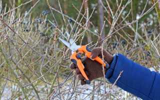 Что не забыть сделать в феврале садоводу?