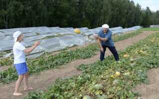 Высокопродуктивные сорта дынь для Подмосковья — способы выращивания