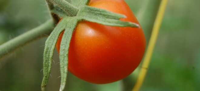 Томат Цифомандра (томатное дерево) — описание сорта, уход и размножение