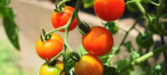 Помидоры Каспар — особенности выращивания, ключевые характеристики