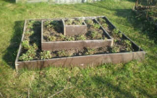 Как правильно сделать грядки на огороде: полезные советы