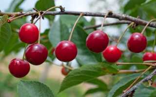 Вишня — правильная посадка, формировка и уход