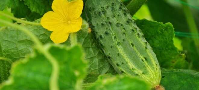 Высаживаем лучшие семена огурцов для открытого грунта