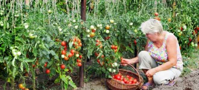 Посадка рассады помидоров на дачном участке