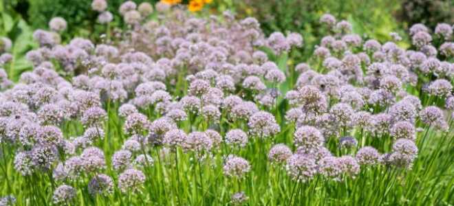 Лук-слизун — полезное и вкусное украшение сада