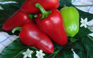 Сладкие перцы к новому сезону — компания «Гавриш» рекомендует!