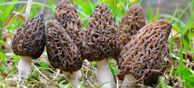 5 весенних грибов — знакомых и не очень