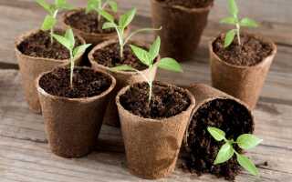 Лунный календарь садовода и огородника на февраль 2020