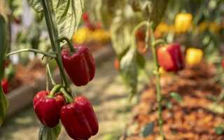 Что можно и нельзя сажать рядом с перцем?