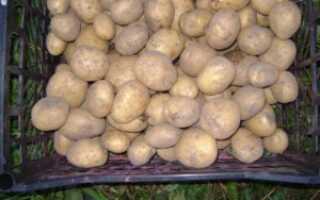 Картофель Рогнеда, описание сорта, урожайность, болезни и вредители