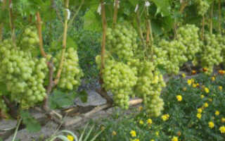 Виноград Московский белый — описание сорта, особенности ухода