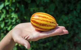 Вьетнамская дыня — развенчиваем мифы, разгадываем загадки