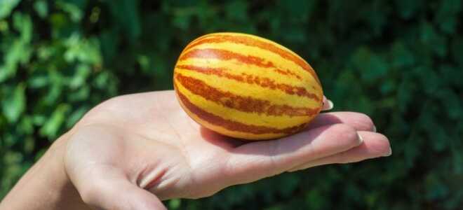 Вьетнамская дыня — развенчиваем мифы, разгадываем загадки