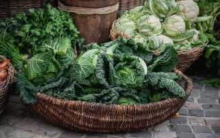 Японская, савойская, брюссельская и другая капуста