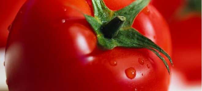 Выращивание голландских сортов томатов, преимущества, требуемые условия и уход