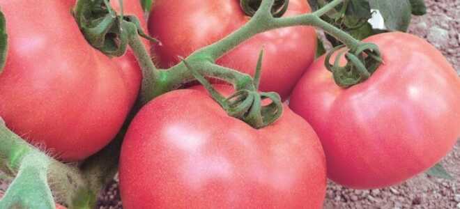 Томат Женечка — информация о сорте, особенности ухода и развития